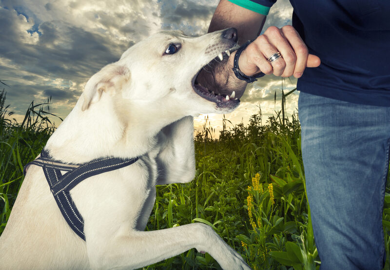 A dog is biting the arm of a man.